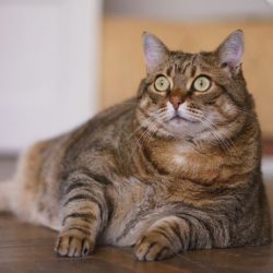 Котките може да са носители на коронавирус