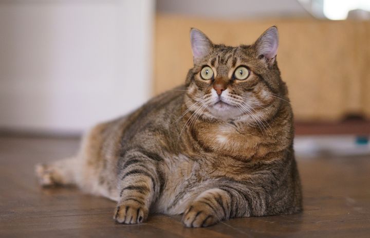 Котките може да са носители на коронавирус